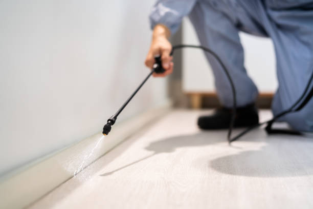 Flea Control Services in Palmview, TX