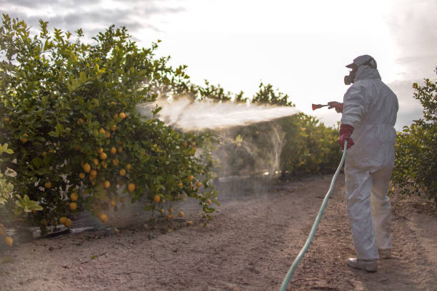 Best Wasp Removal Services  in Palmview, TX
