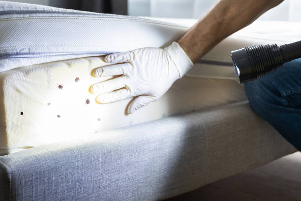 Best Pest Prevention Services  in Palmview, TX