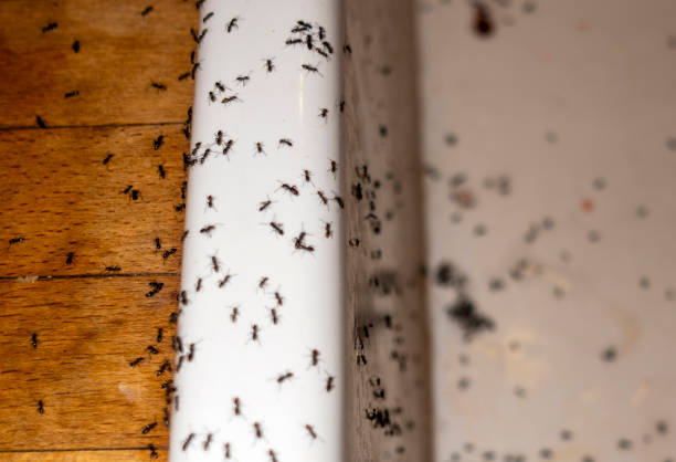 Best Cockroach Control Services  in Palmview, TX