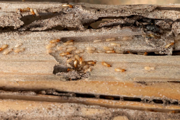 Wildlife Control Services in Palmview, TX