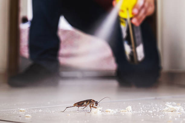 Best Best Pest Control Companies  in Palmview, TX