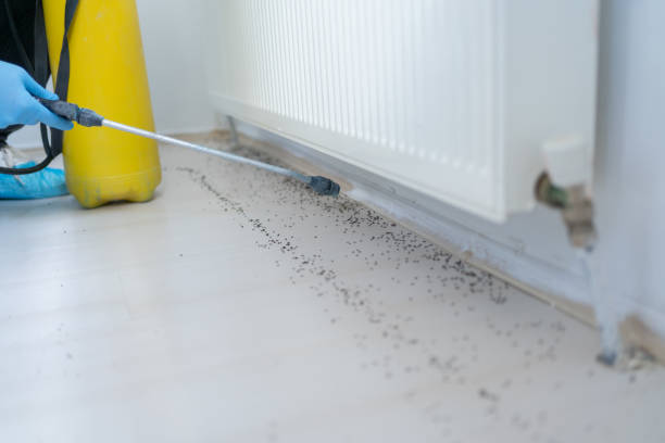 Best Pest Prevention Services  in Palmview, TX