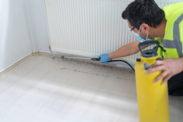 Best Insect Control  in Palmview, TX