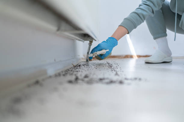 Best Pest Control Near Me in Palmview, TX